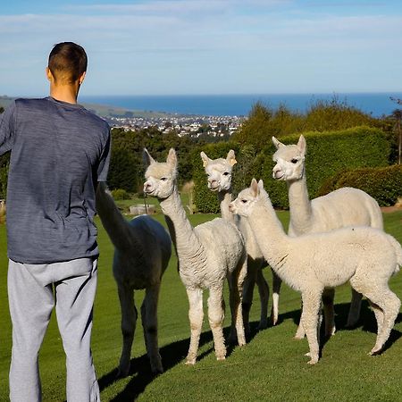 Alpaca Farmstay ดะนีดิน ภายนอก รูปภาพ