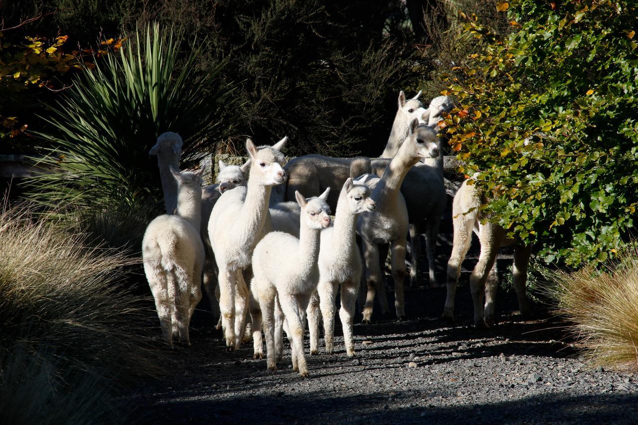 Alpaca Farmstay ดะนีดิน ภายนอก รูปภาพ