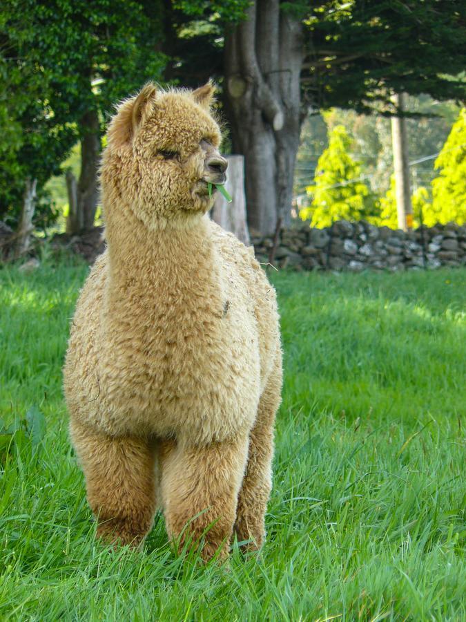 Alpaca Farmstay ดะนีดิน ภายนอก รูปภาพ