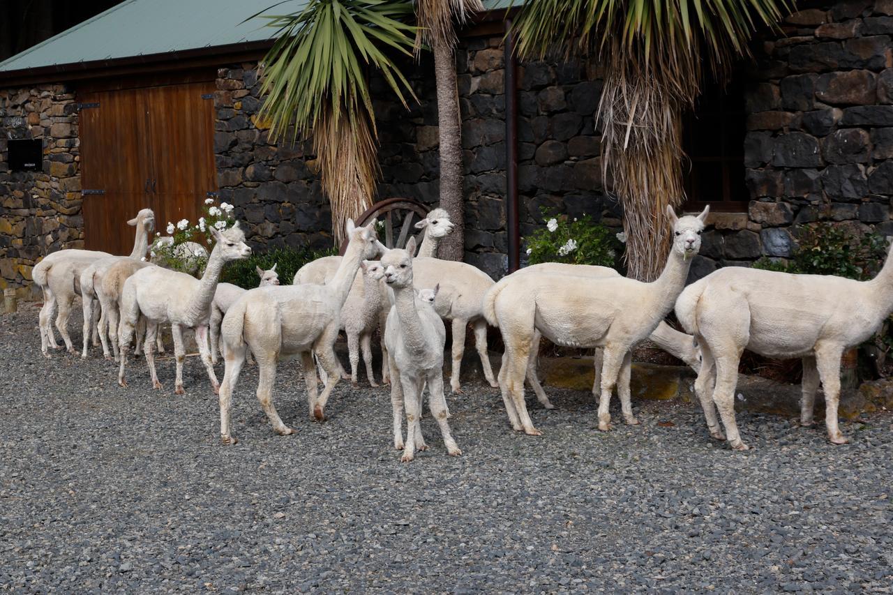 Alpaca Farmstay ดะนีดิน ภายนอก รูปภาพ